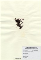 藏品(長枝沙菜)的圖片